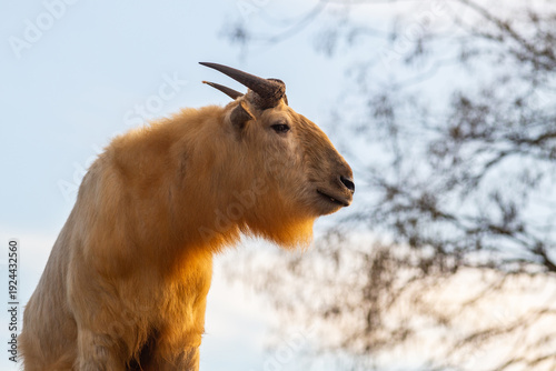Profile portrait of endangered species Golden takin