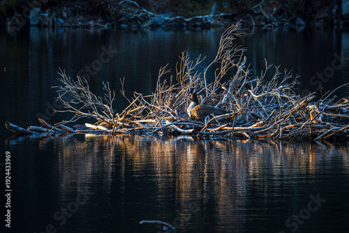 Obraz na plátne nesting goose on beaver hut in unusual colors with reflection on crystal clear w
