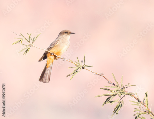 A Say's Phoebe perches on a Mesquite branch.