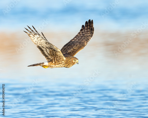 A Northern Harrier flies over a marsh.