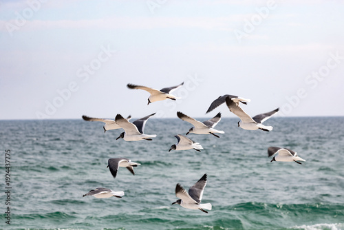 Gulf Shores Alabama Beach Scene With Laughing Gull Birds Flying Over the Ocean