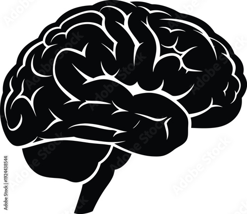 Anatomical illustration of a human brain