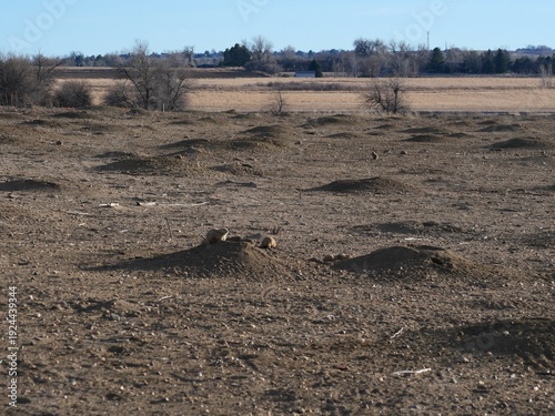 Foto Prairie Dog Colony and Burrow Mounds at Teller Farm North, Boulder Colorado