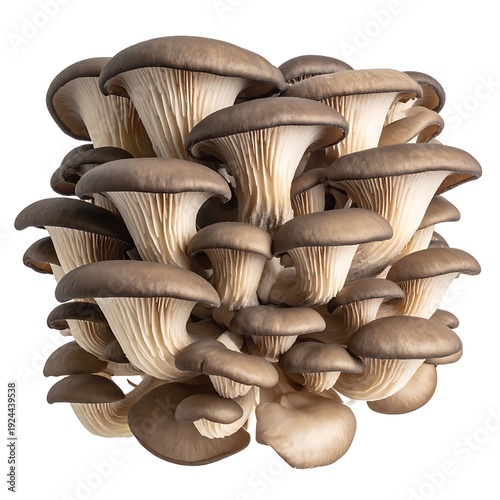 Stack of oyster mushrooms shows grey caps & pale frills. Appetizing and fresh, isolated against a white background