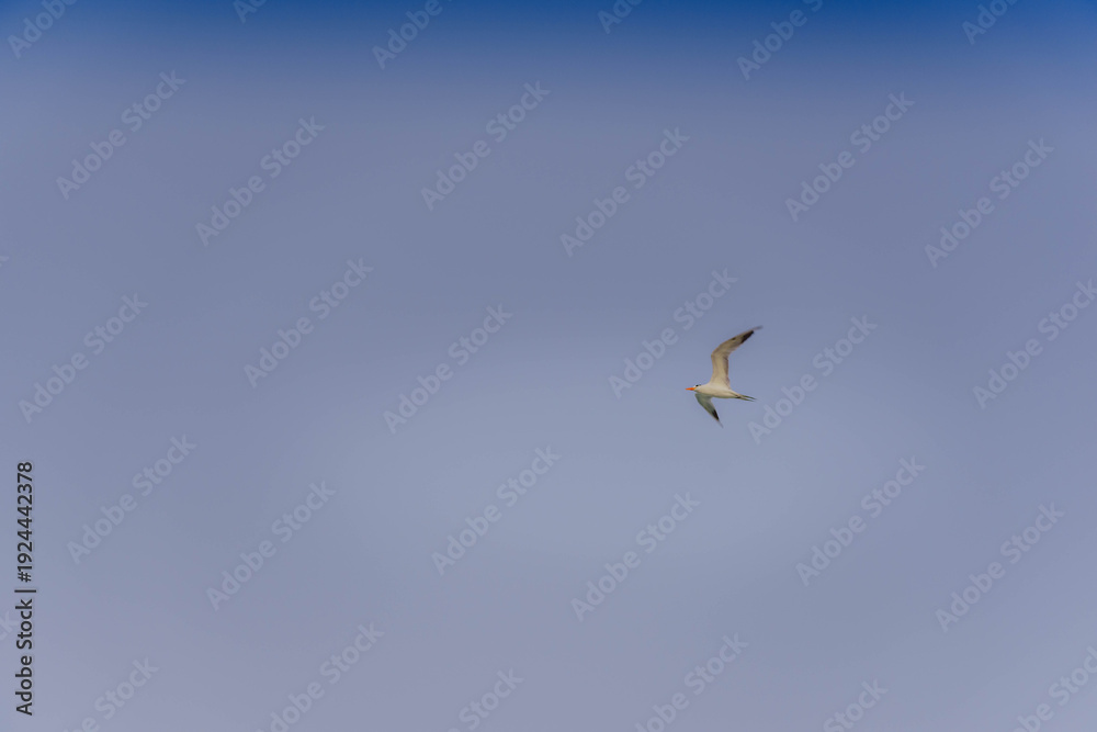 Obraz premium Two seabirds flying in clear gradient sky at dusk