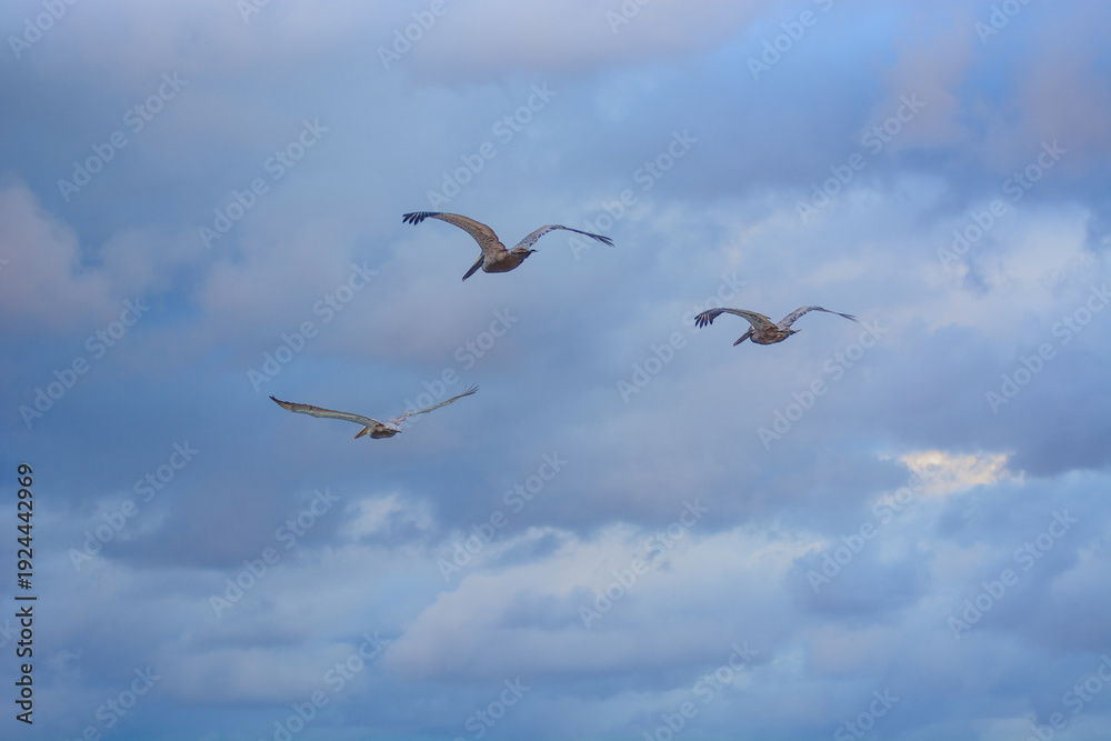 Obraz premium Three pelicans soaring together through cloudy blue sky