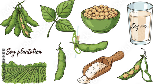 Soybean Food and Agriculture Illustration Set Showing Soy Pods, Leaves, Milk, Seeds, and Plantation Elements for Nutrition, Farming, and Vector Design
