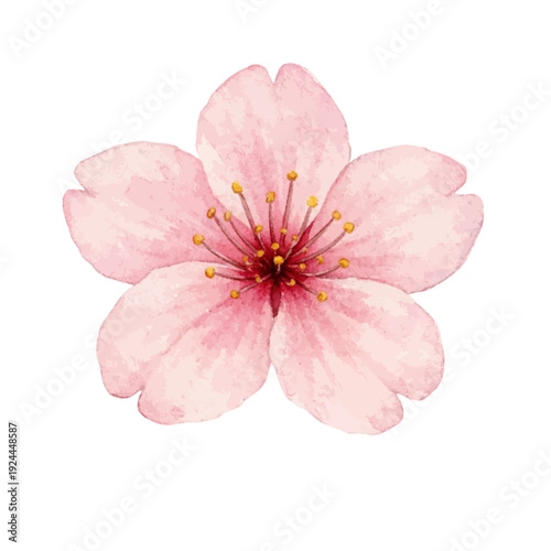 Isolated of watercolor cherry blossom or sakura flower.