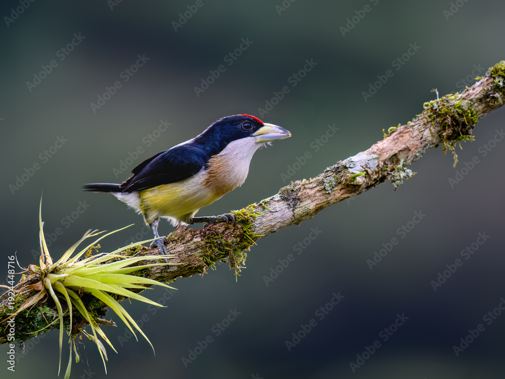 Obraz premium White-mantled Barbet Perched on a Mossy Tree Branch