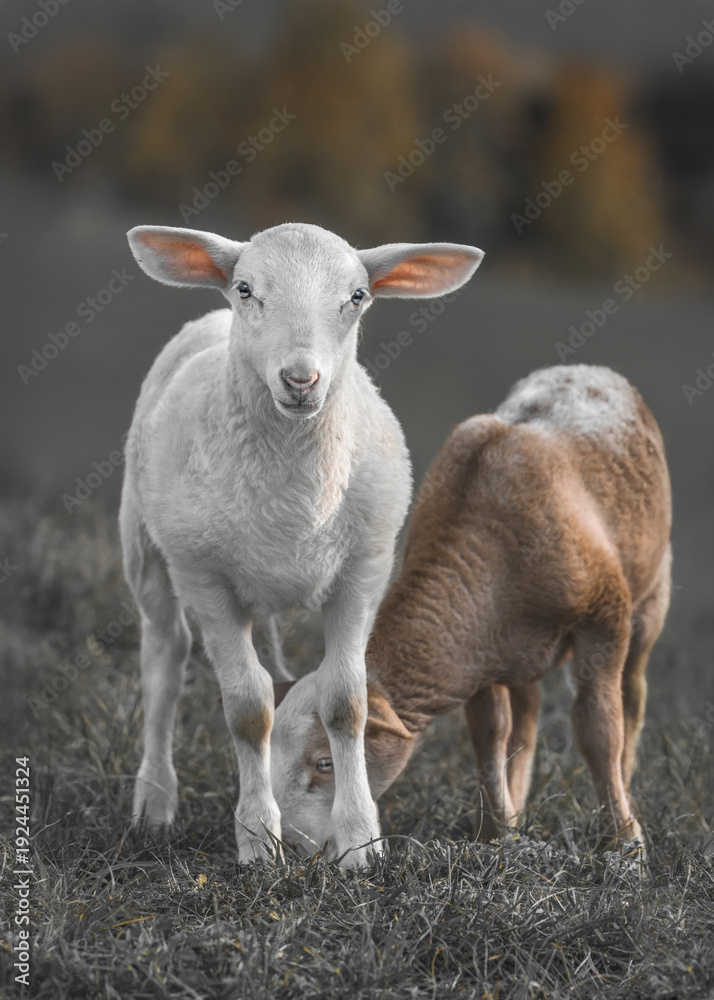 Obraz premium Fries Melkschaap Lambs