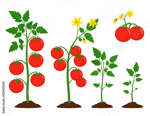 A group of tomato plants with varying growth stages and fruit