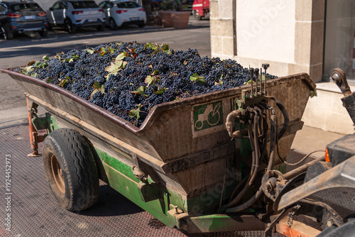 Freshly Harvested Grapes in a Green Trailer at a Winery