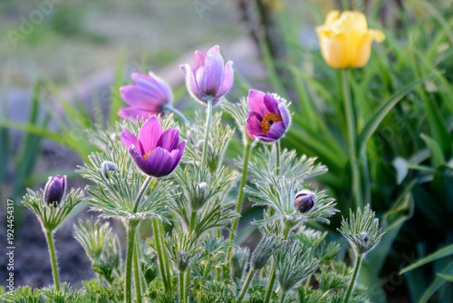 Macro close-up of blooming purple pasqueflowers with fuzzy stems in a spring garden
