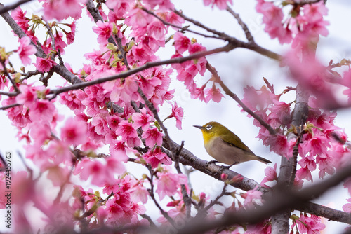 桜とメジロ
