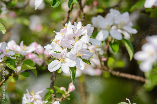 Macro close-up of white apple tree blossoms on a branch in a sunny spring orchard