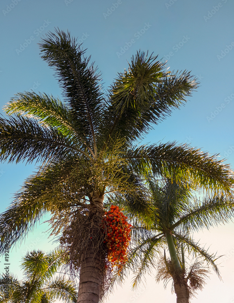 Naklejka premium palm tree on blue sky background