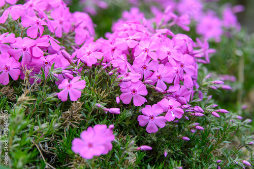 Fotografi Macro close-up of vibrant pink creeping phlox flowers blooming in a spring garde