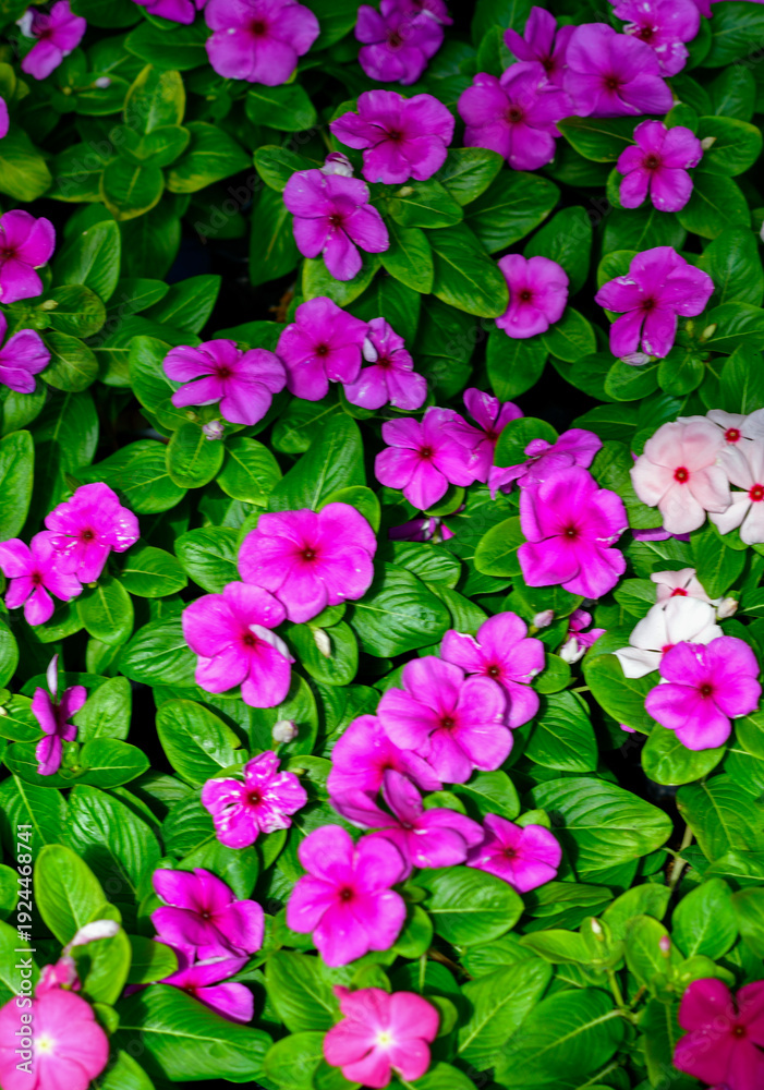 Fototapeta premium Fleißiges Lieschen (Impatiens Walleriana)