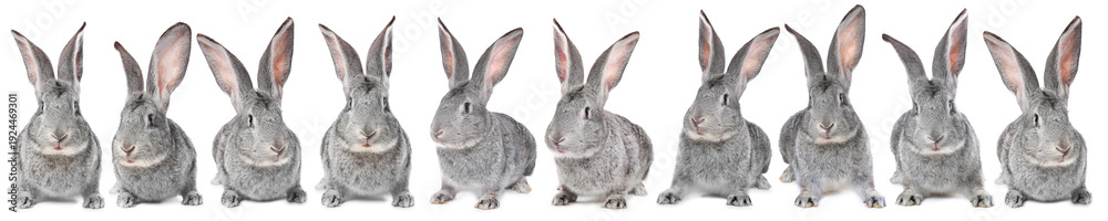 Obraz premium Fluffy grey rabbit on white background, collage