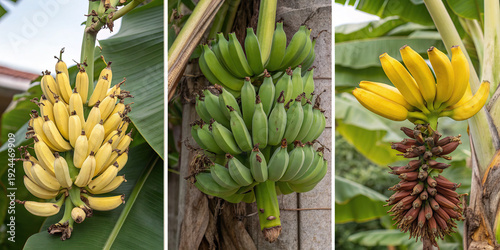 A triptych of bananas in different stages of ripeness
