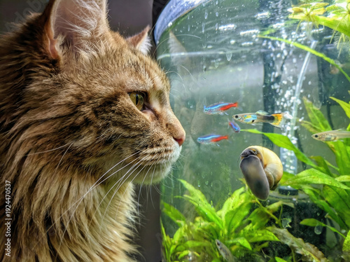 A fluffy cat carefully watches aquarium fish.