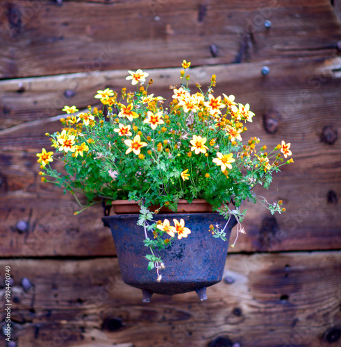Blühende Goldmarie (Bidens ferulifolia) in einem rustikalen gusseisernen Topf vor einer alten Holzwand
