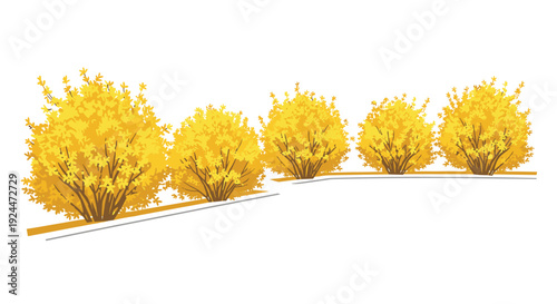 Row of bright yellow forsythia bushes in full bloom during springtime