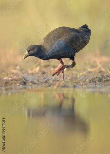 Fotografie A wild black-tailed nativehen (Tribonyx ventralis) foraging at the edge of a wet