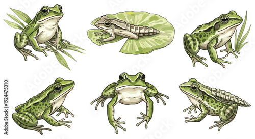 Collection of six green frogs in various poses and environments, illustrated in watercolor style