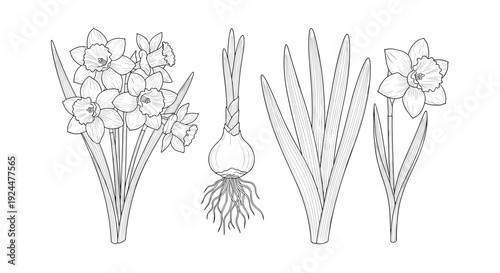 Line art illustration of daffodils showing flowers, bulb with roots, and leaves