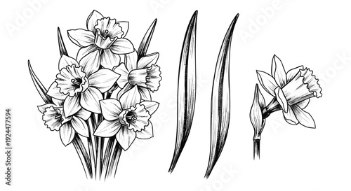 Elegant black and white sketch of daffodils and leaves, perfect for spring and botanical art