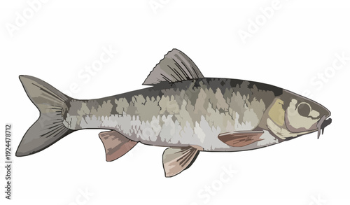 Realistic freshwater chub fish side view vector illustration isolated on white background with detailed scales