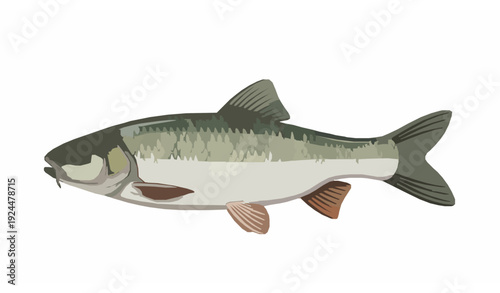 Modern semi realistic freshwater chub fish vector illustration with smooth gradients isolated on white background