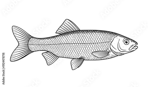 Vintage engraved freshwater chub fish vector illustration in scientific style isolated on white background