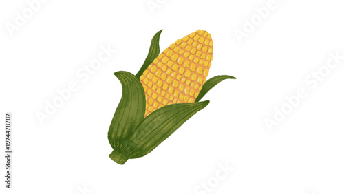Fresh Sweet Corn on the Cob with Husk