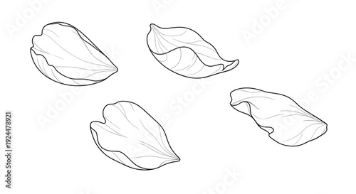 Delicate line art illustration of four scattered flower petals on a white background