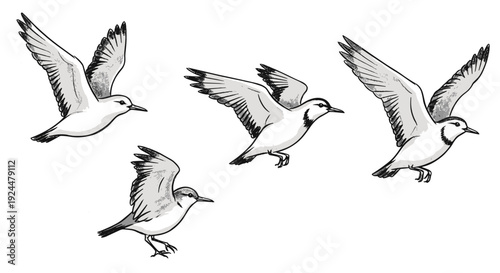Four detailed sketches of shorebirds in flight, showcasing wing positions and body dynamics