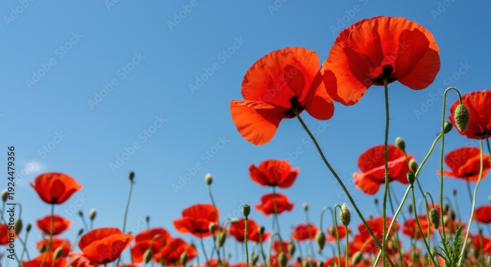Naklejka premium Vibrant Red Poppies Blooming Under a Summer Sky