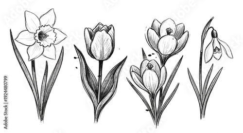 Pencil sketch of spring flowers including daffodils, tulips, crocuses, and snowdrops