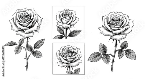 Detailed black and white illustration of roses with thorny stems and leaves