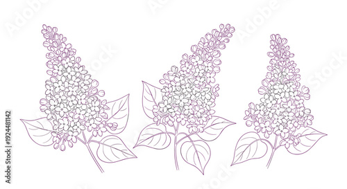 Delicate line art illustration of three blooming lilac branches with detailed petals and leaves