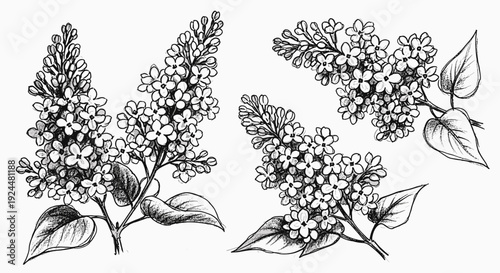 Hand-drawn sketch of delicate lilac flowers and leaves on a white background