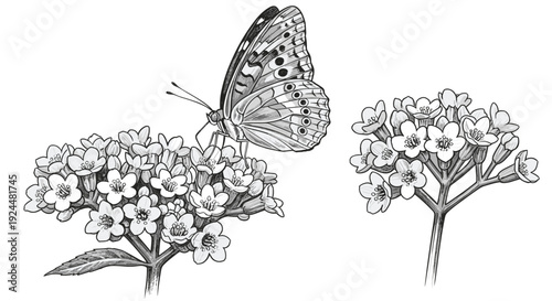 Detailed black and white illustration of a butterfly resting on a cluster of small flowers