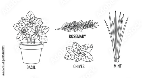 Collection of popular culinary herbs in a simple line art style for easy recognition
