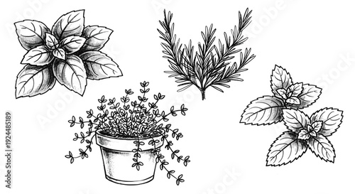 Hand-drawn collection of fresh herbs including basil, rosemary, thyme, and mint