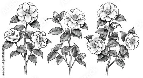 Elegant black and white illustration of camellia flowers and buds on branches