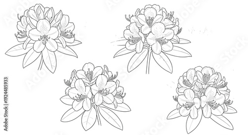 Botanical line art illustration of rhododendron flowers and leaves on a white background