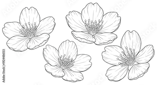 Delicate line art illustration of four blooming jasmine flowers on a white background