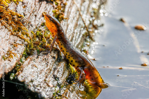 Photography eastern newt Notophthalmus viridescens adult stage mating season on the surface