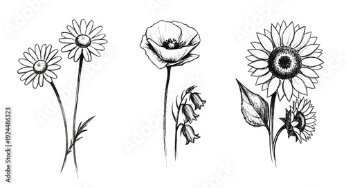 Hand-drawn botanical illustration featuring daisies, a poppy, and sunflowers in black and white